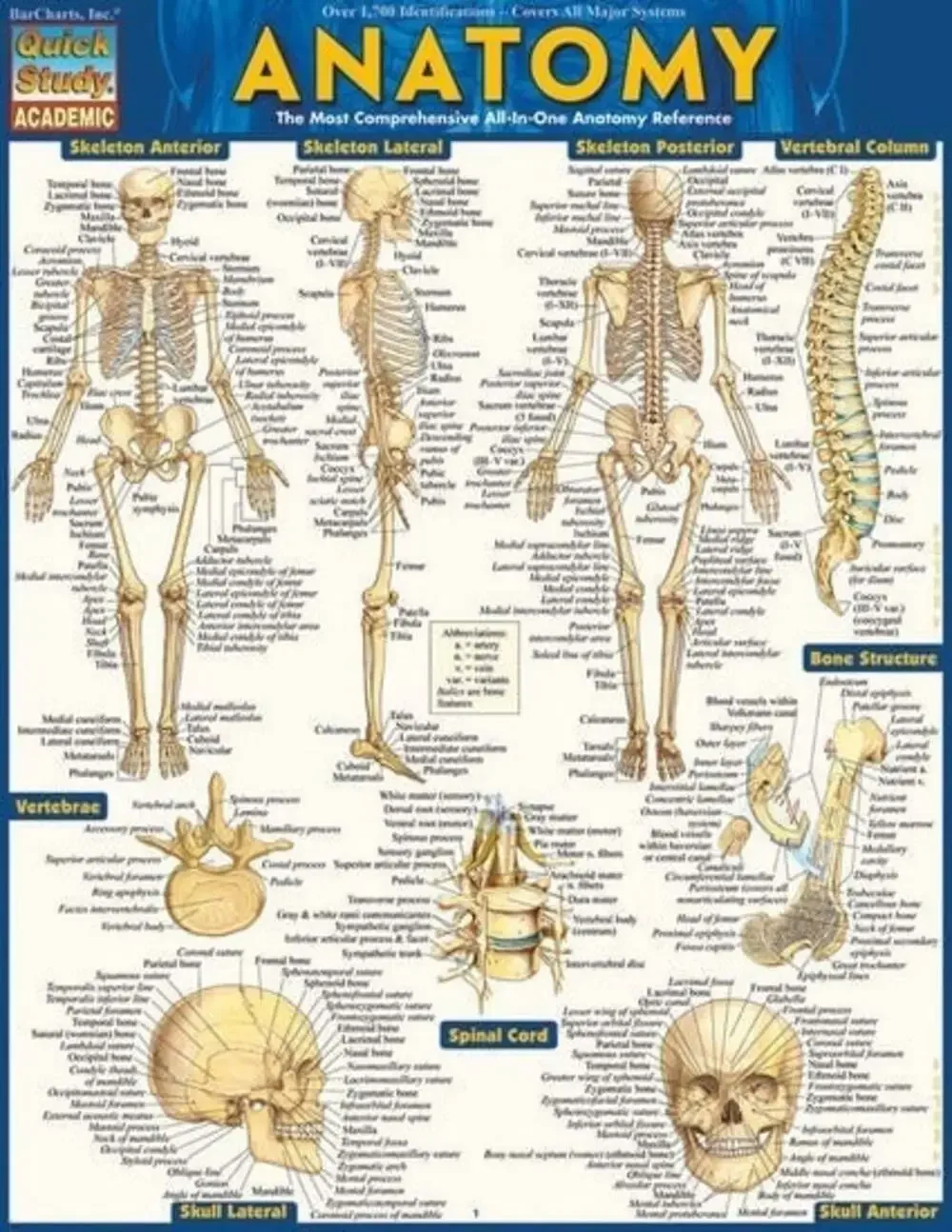 NEW QuickStudy | Anatomy Laminated Tri-Fold Study Guide ~ FAST FREE SHIPPING!